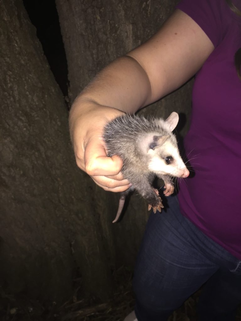 Baby opossum visits our chicken coop