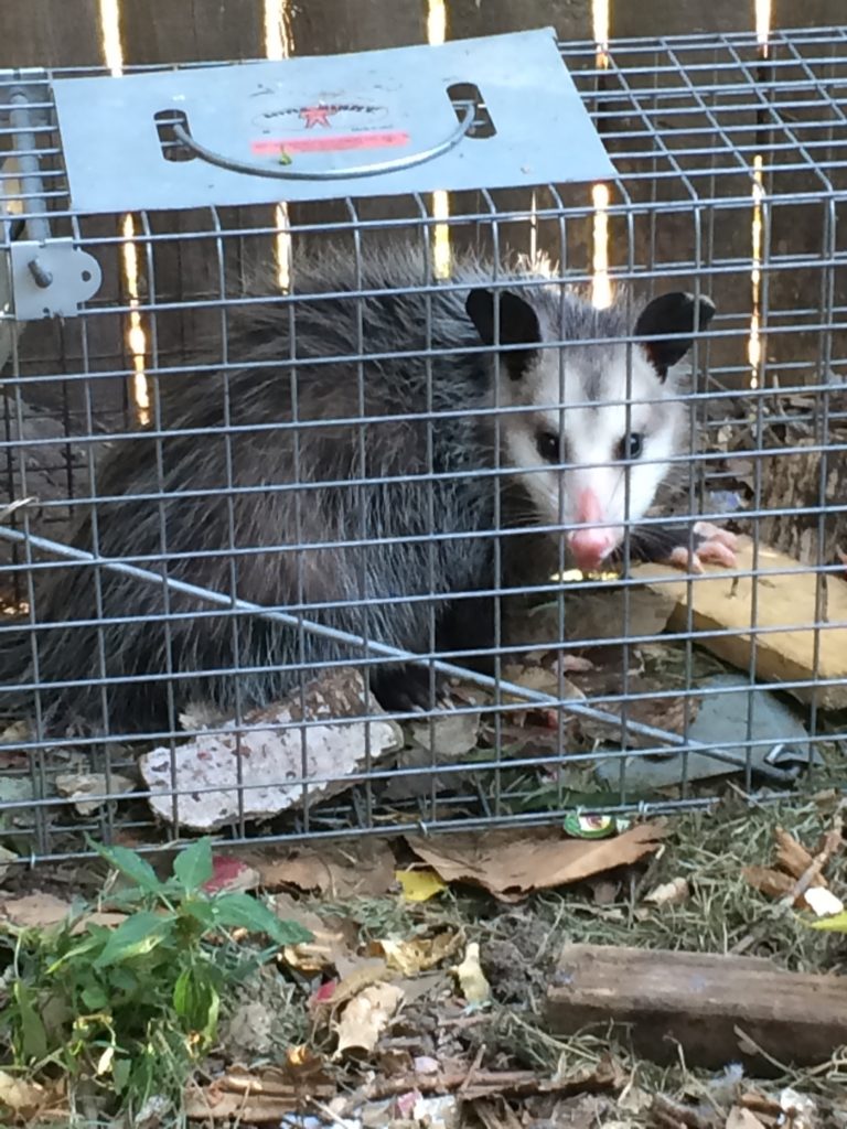 I caught an opossum sneaking around my chicken coop and compost bin