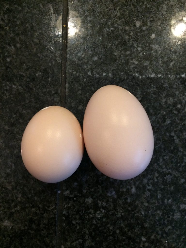 Double yolk egg vs normal size