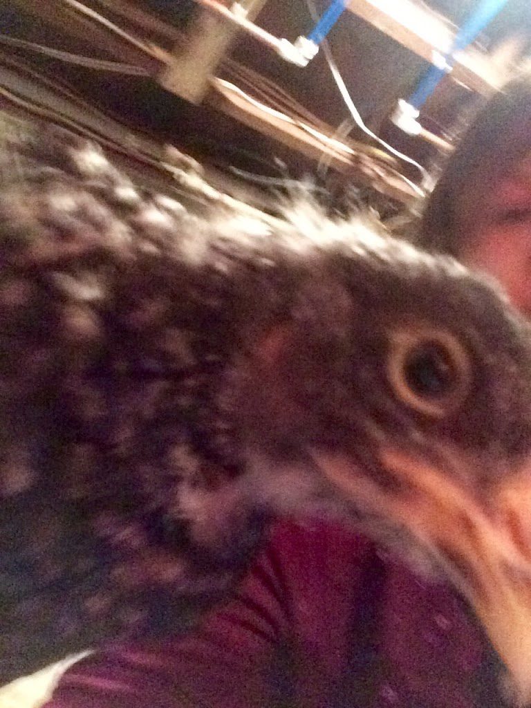 Chicken selfie
