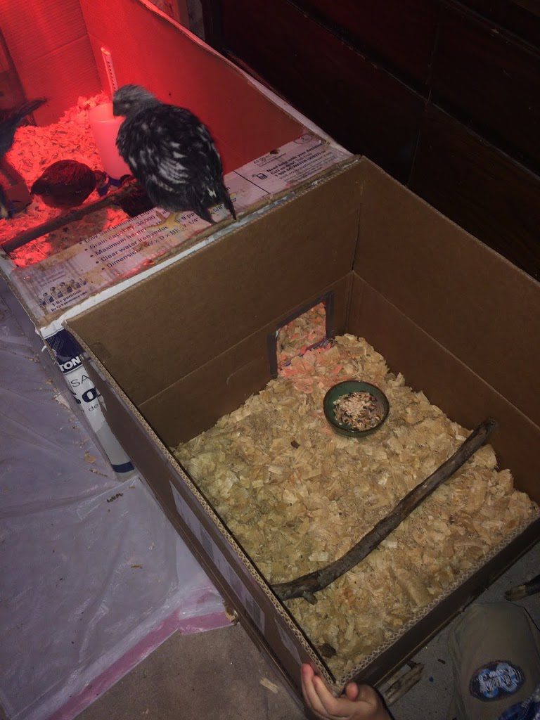 Brooder expansion for bigger chicks