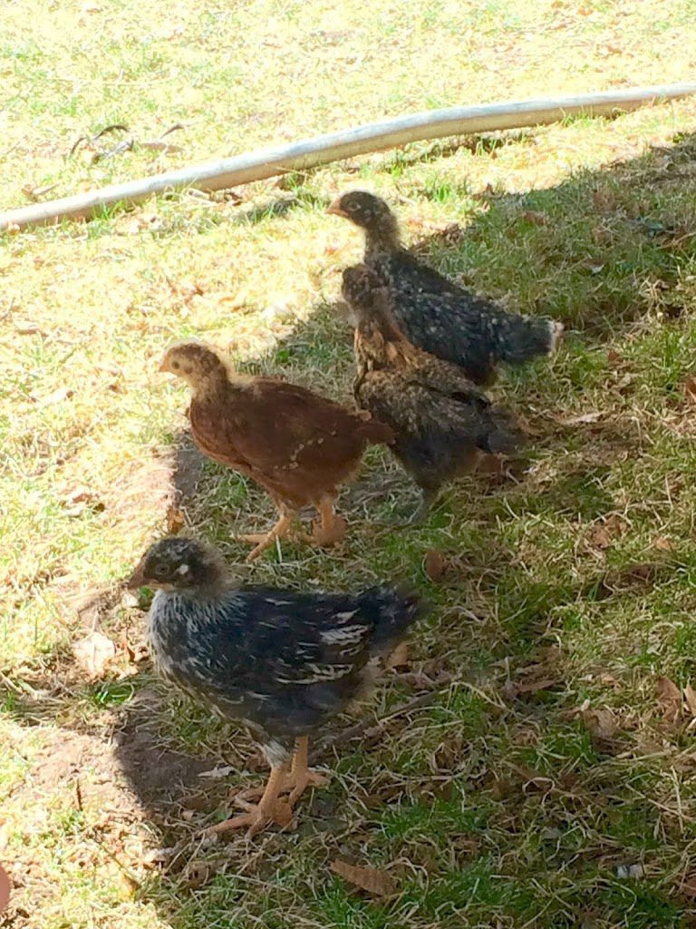4 week old chicks outside
