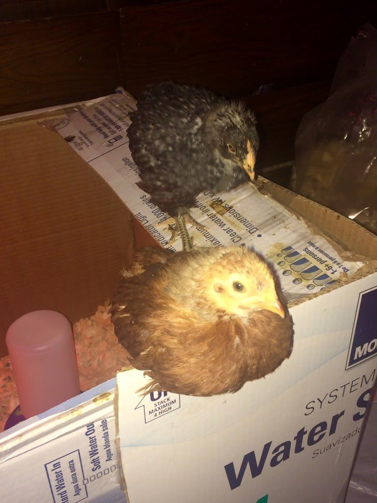 Chicks 4 weeks old