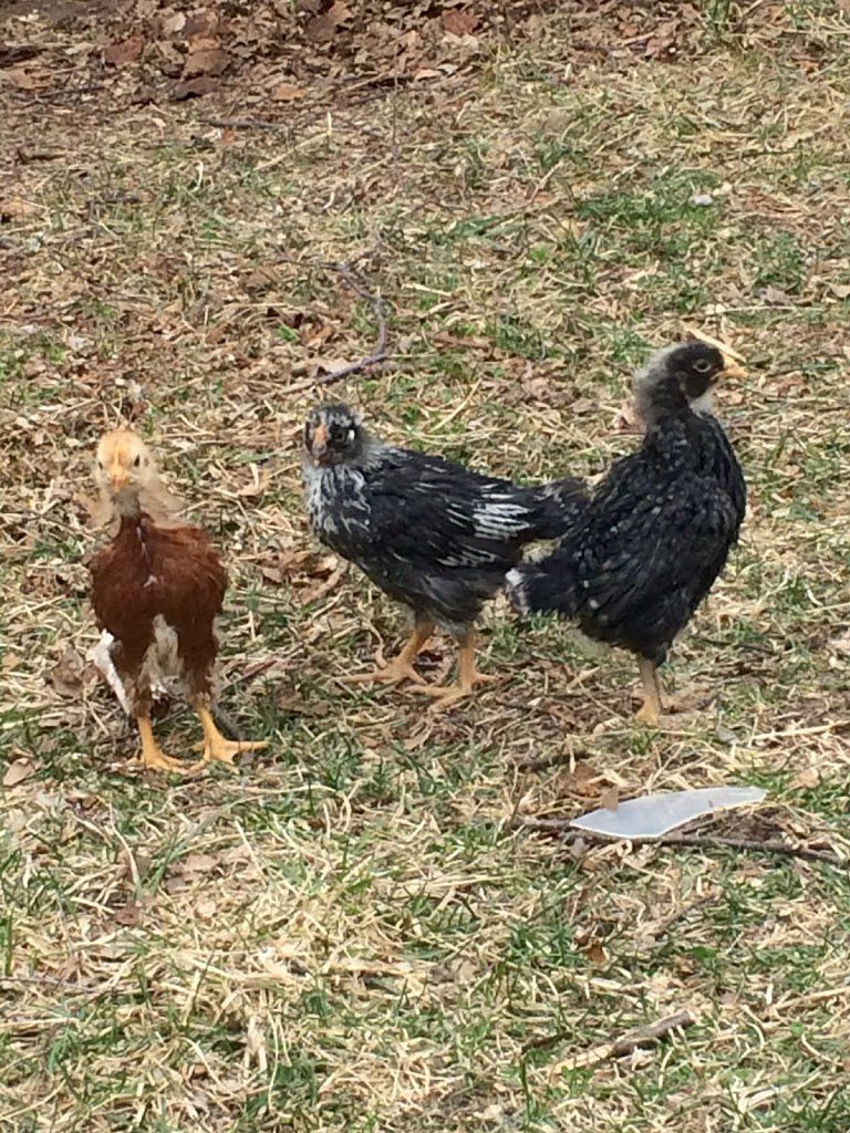3 week old chicks outside