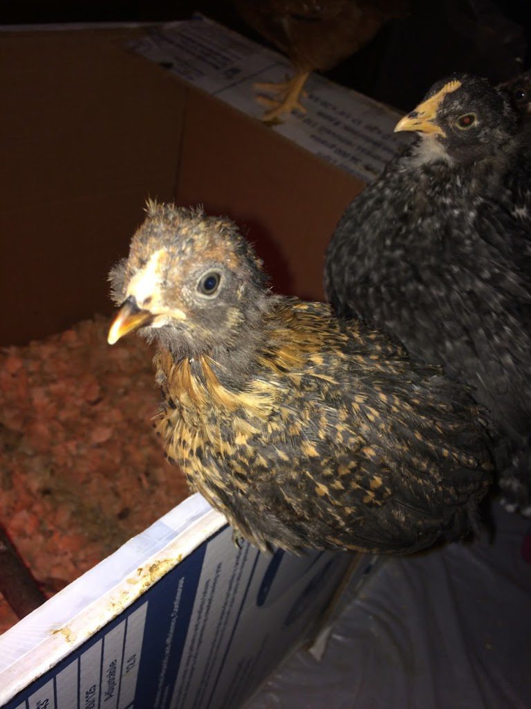 Tiny Easter egger chick 3 weeks