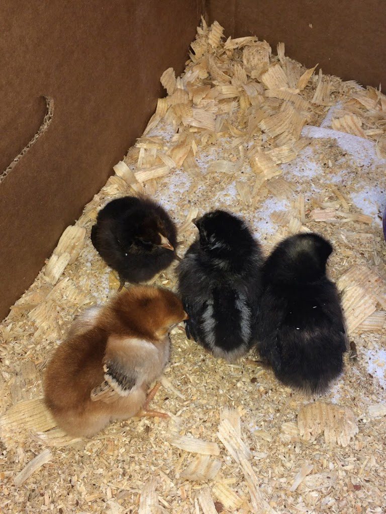 Baby chicks 1 week production red, wyandotte, barred rock, easter egger