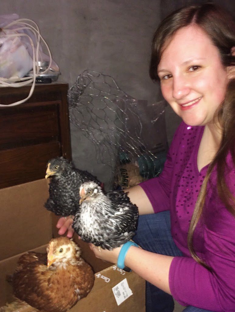 Barred rock, wyandotte, and production red chicks