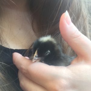Baby chick sleeping in hand