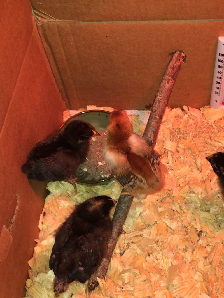 Roosting stick grit for chicks