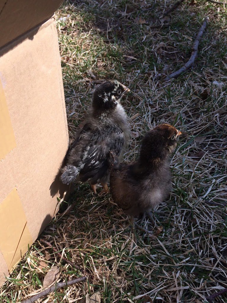 Chicks outside for first time