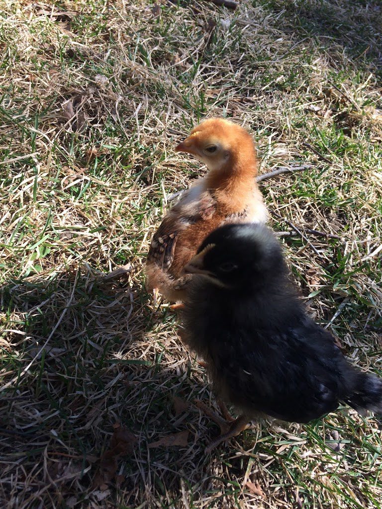Chicks outside first time
