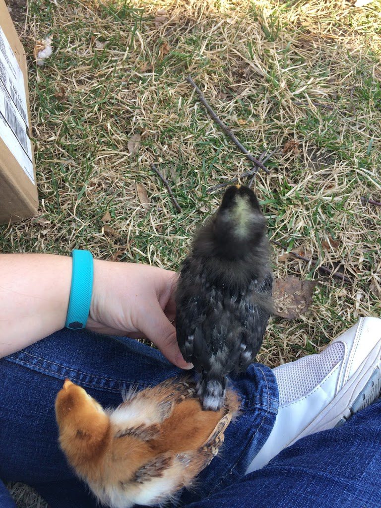 Chicks outside first time