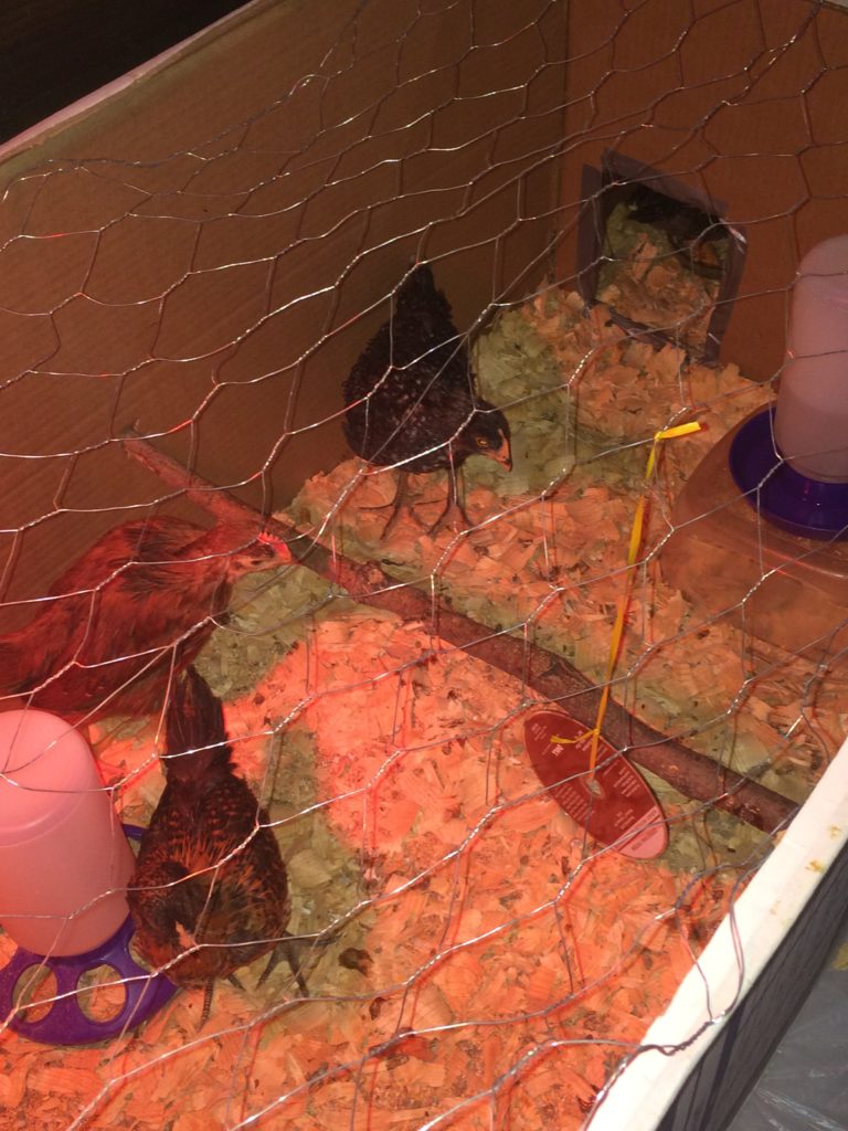 CD hanging in brooder for chick enrichment