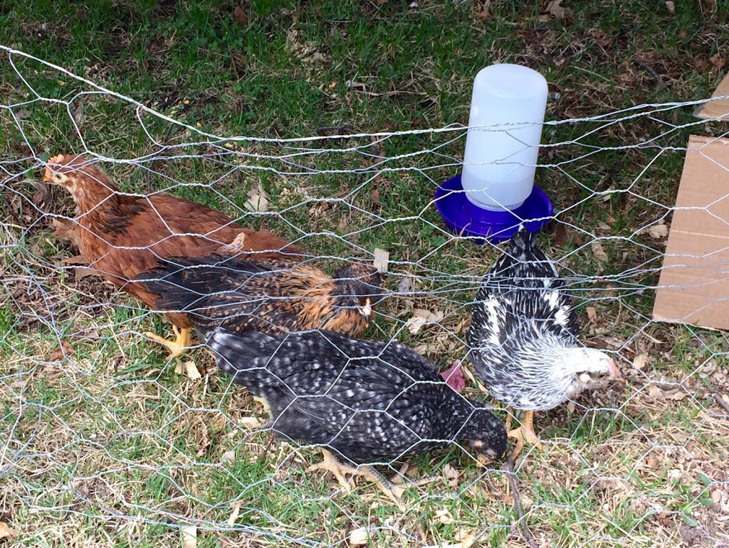 7 week old chicks outside