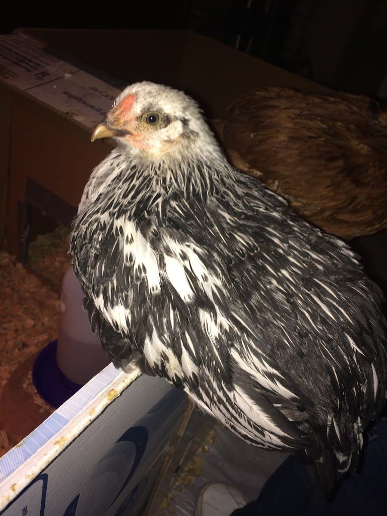 7 week old Wyandotte chick
