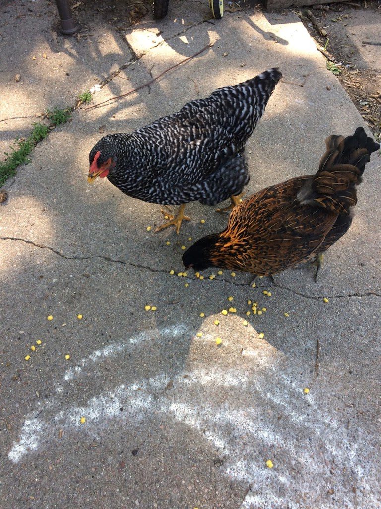 Chickens eating frozen corn in heat