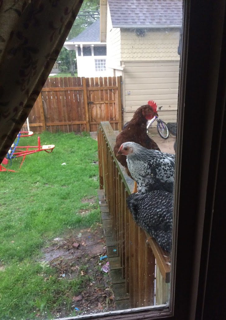 Chickens at back door