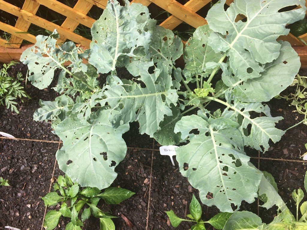 Broccoli eaten by cabbage worms