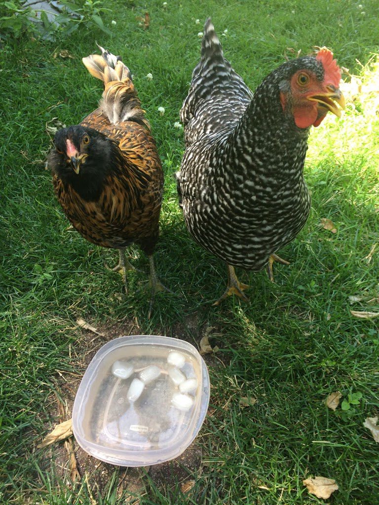 Chickens drinking ice water to beat the heat
