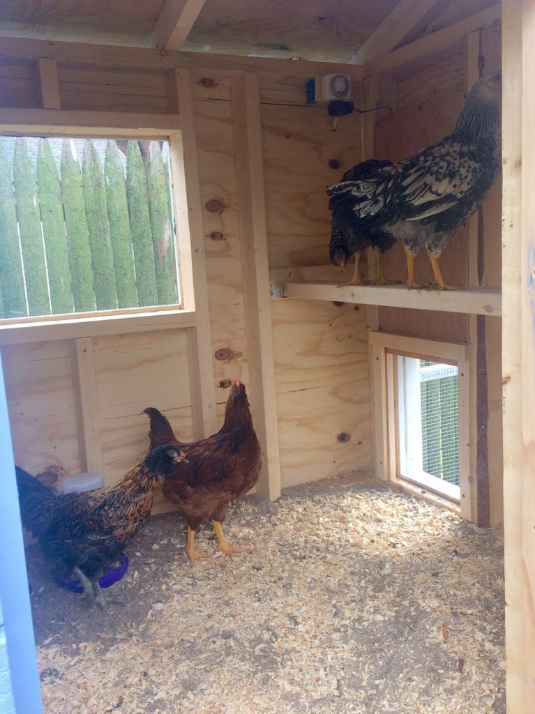 Chicks move into outside coop