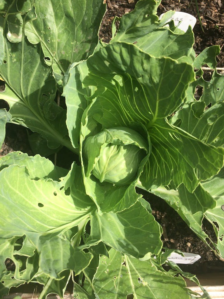 Cabbage growing after cabbage worms almost destroyed it