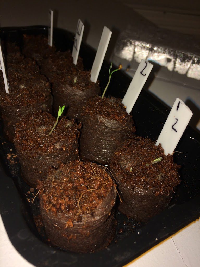 Starting seeds indoors