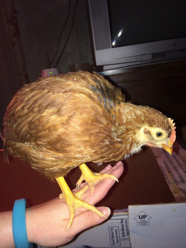 6 week old production red cockerel