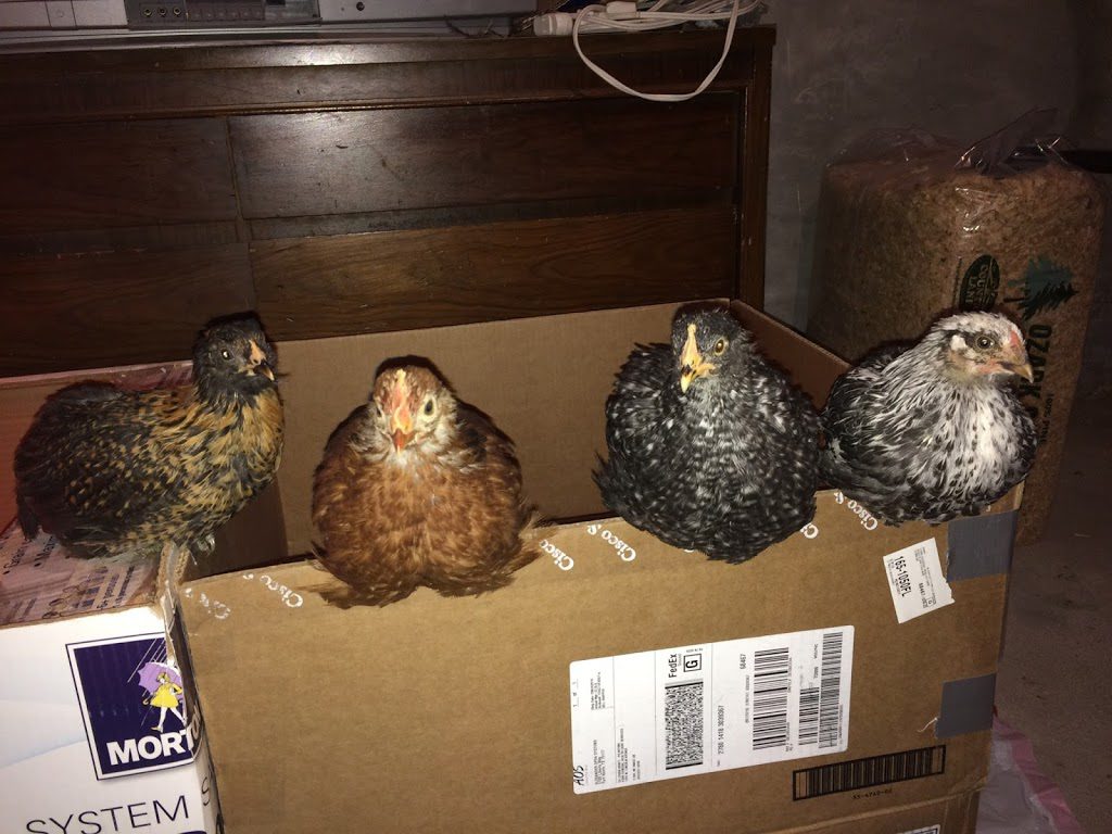 6 week old pullets and cockerel