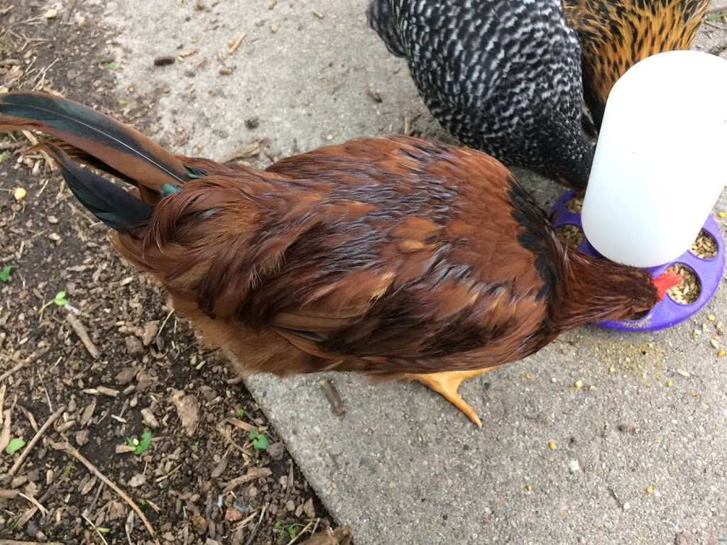 Long green tail feathers on rooster