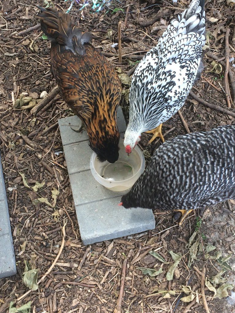 Chickens eating cabbage worms