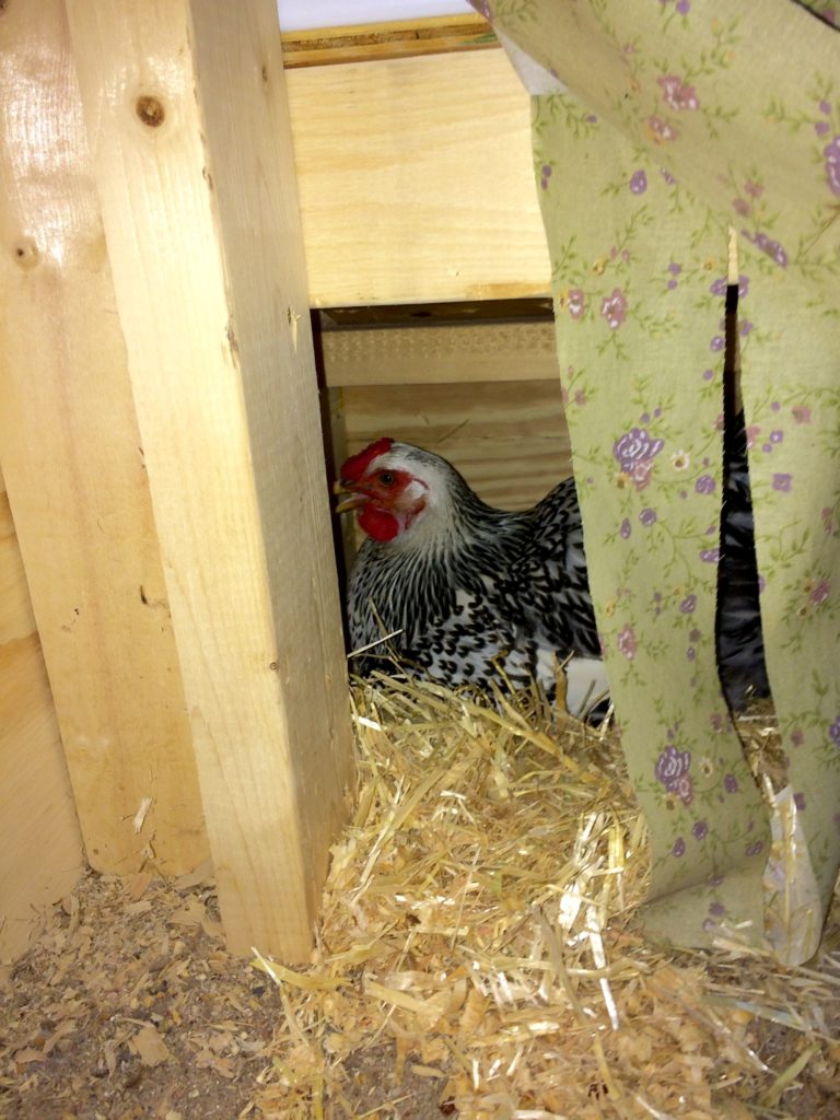 Chicken in nest for the first time