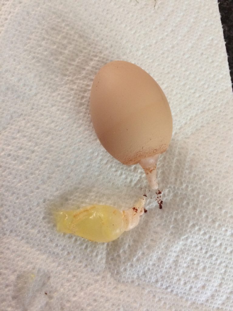 Odd first egg with attachment