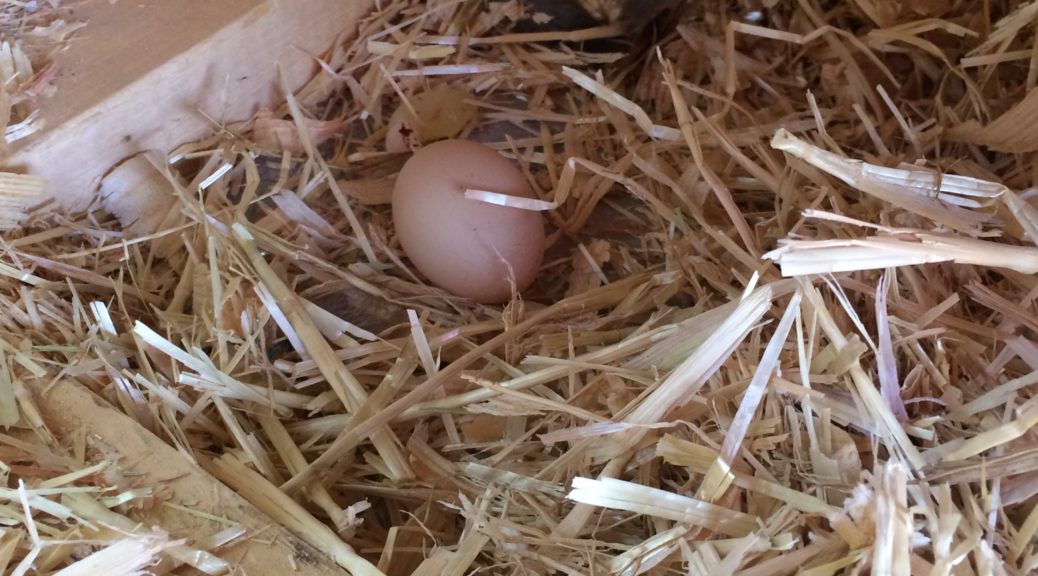 Chickens lay their first egg