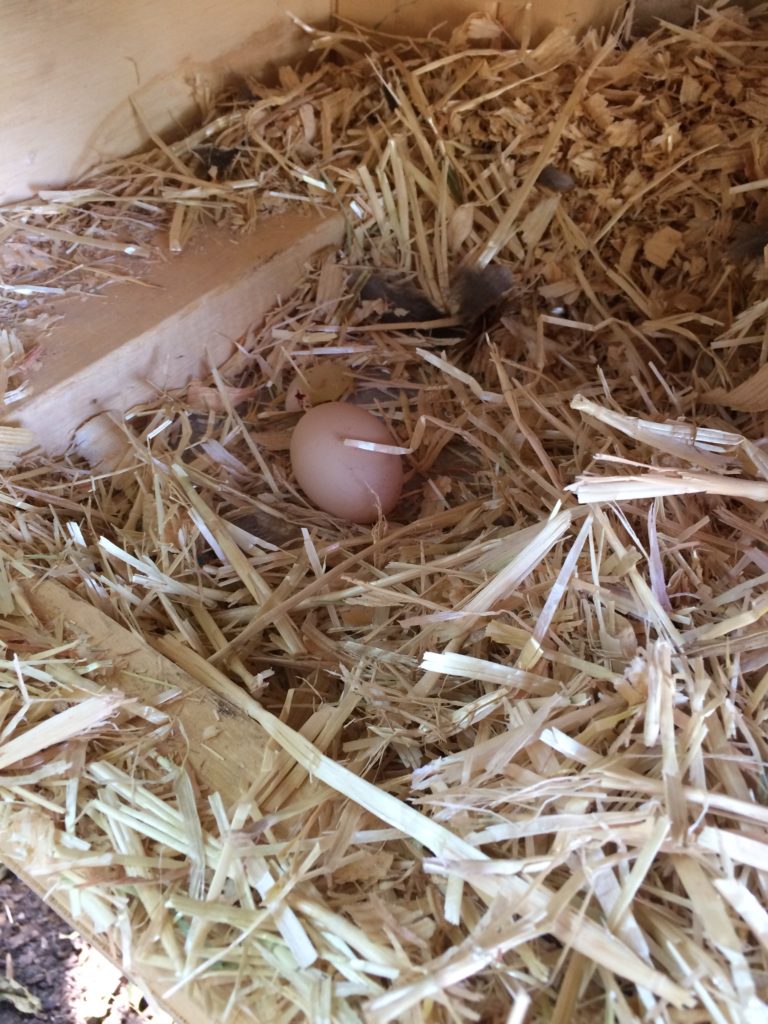 Chickens lay their first egg