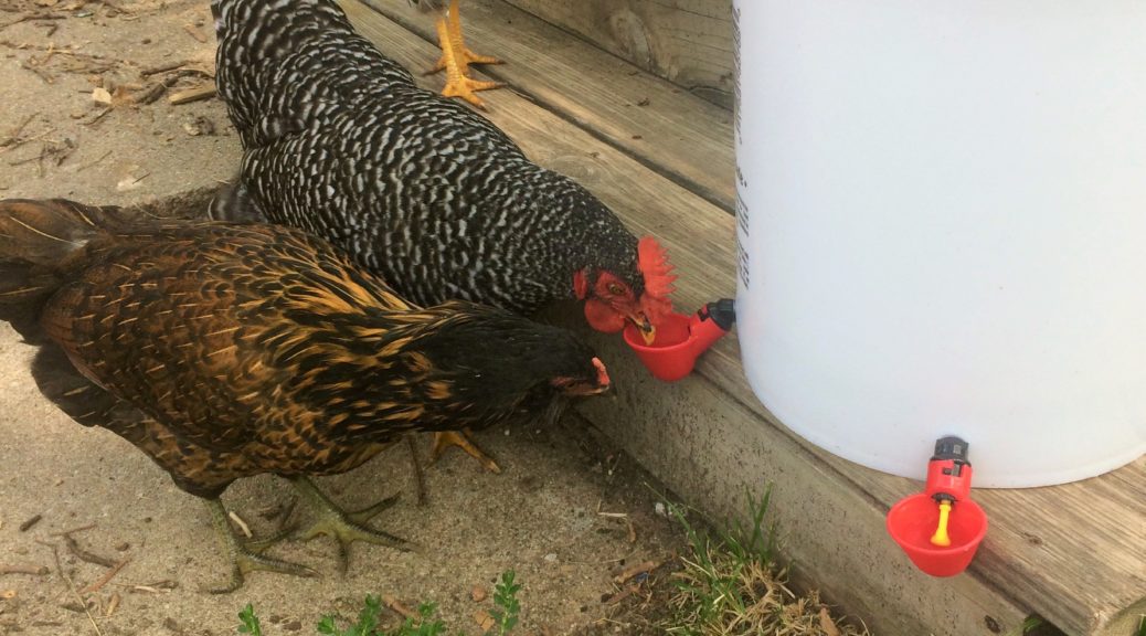 Chickens trying out the easy bucket waterer