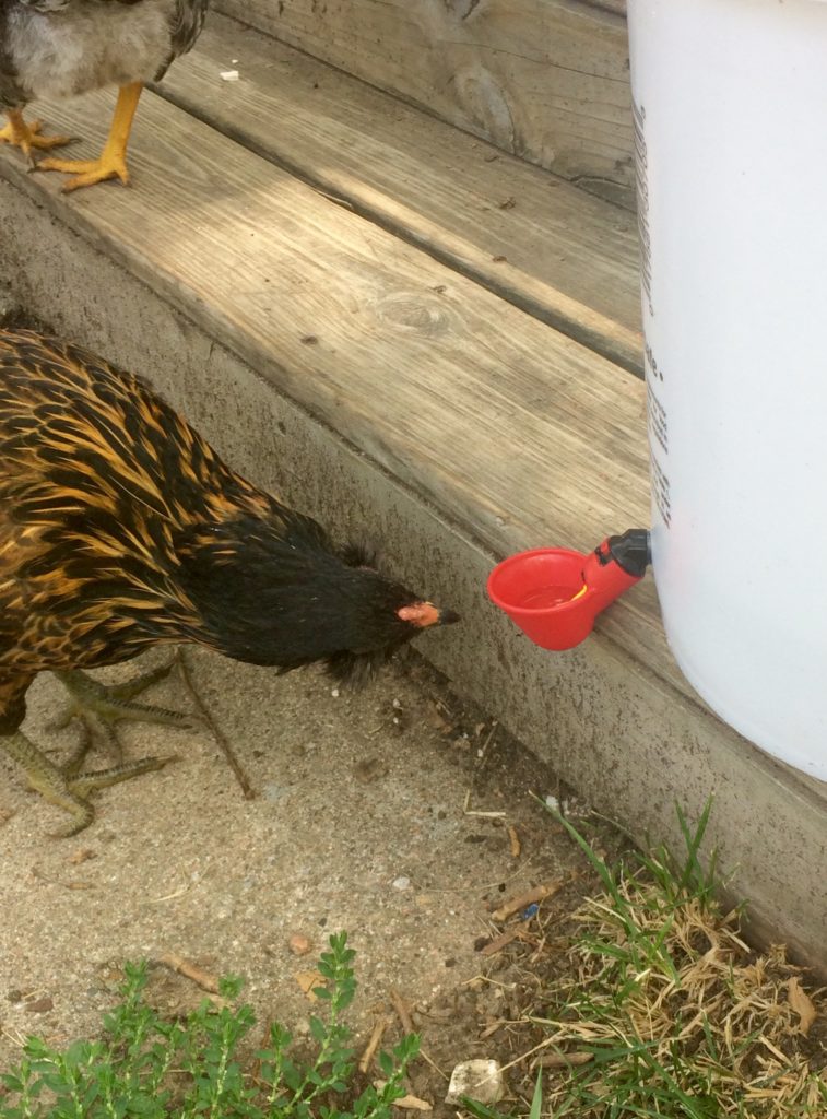 Curious chicken checks out bucket waterer