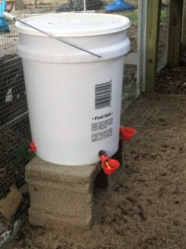 Finished bucket waterer in chicken run