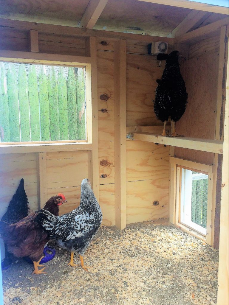 Chickens check out their new coop