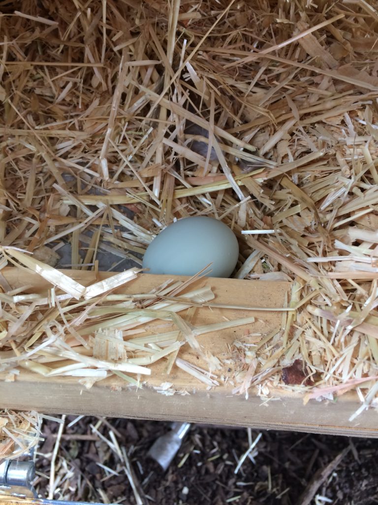 Easter Egger egg in nest