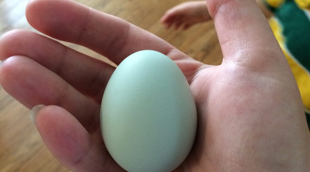 First egg from our Easter Egger chicken