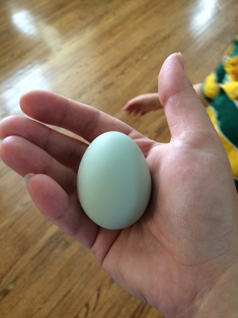 First egg from our Easter Egger chicken