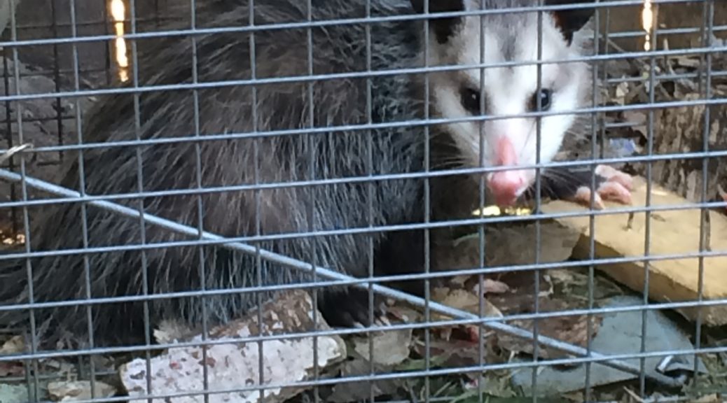 I caught an opossum sneaking around my chicken coop and compost bin