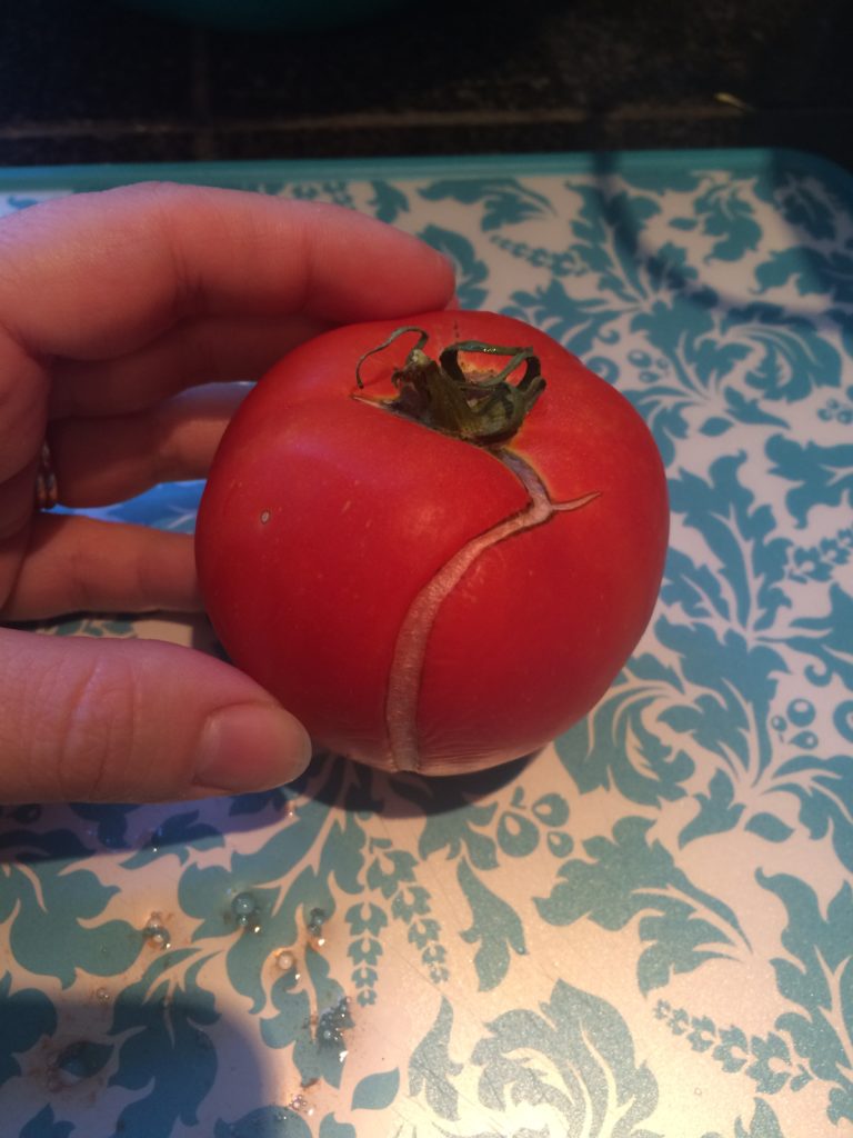 Split tomato from excess rain