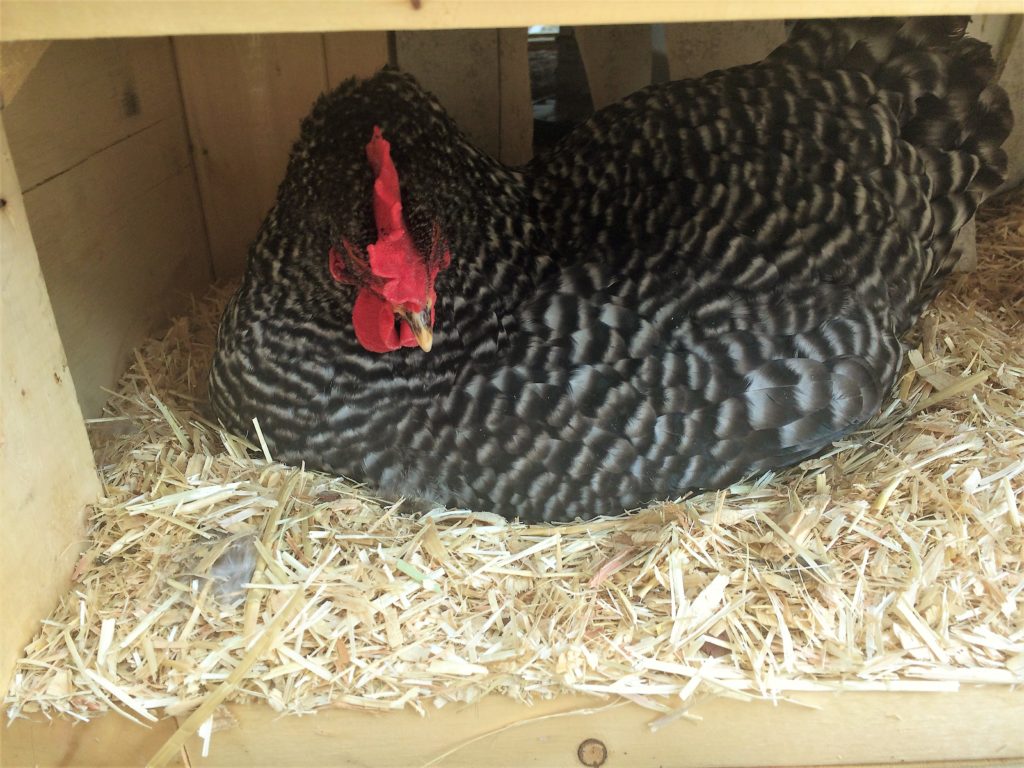 Possibly broody hen