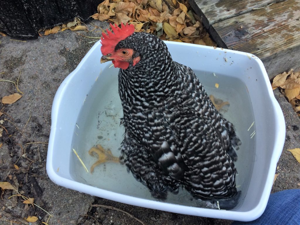 Chicken in an epsom salt bath