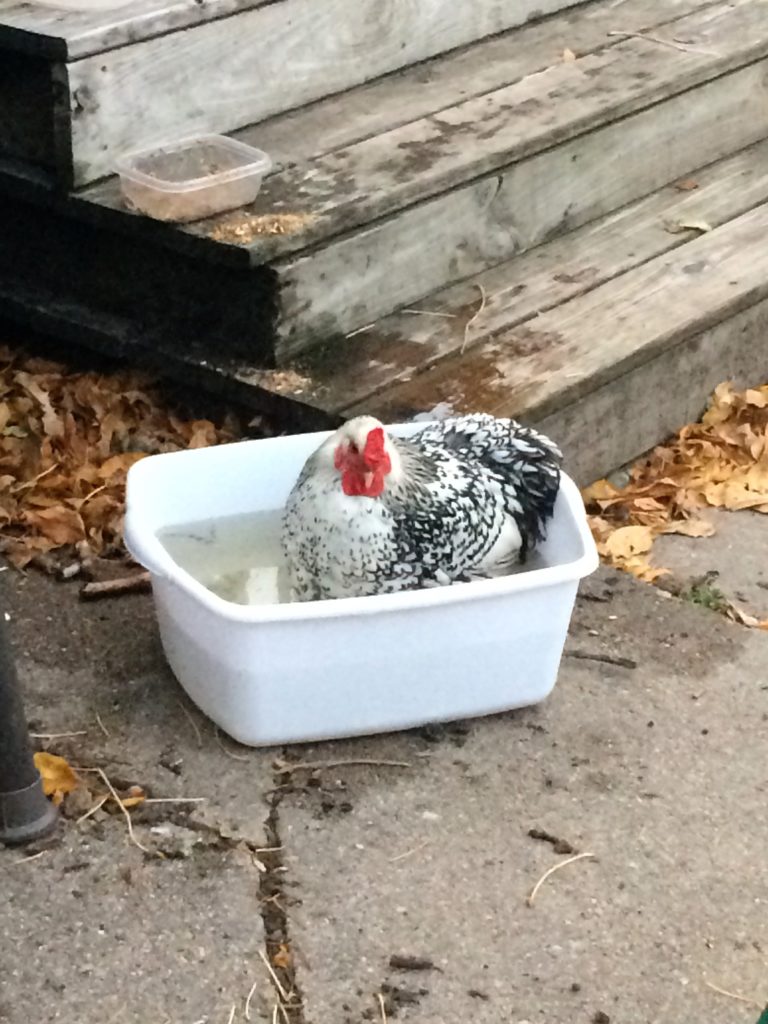 Chicken in bath