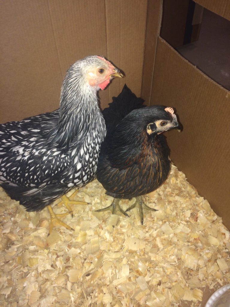 Two new chickens for our flock