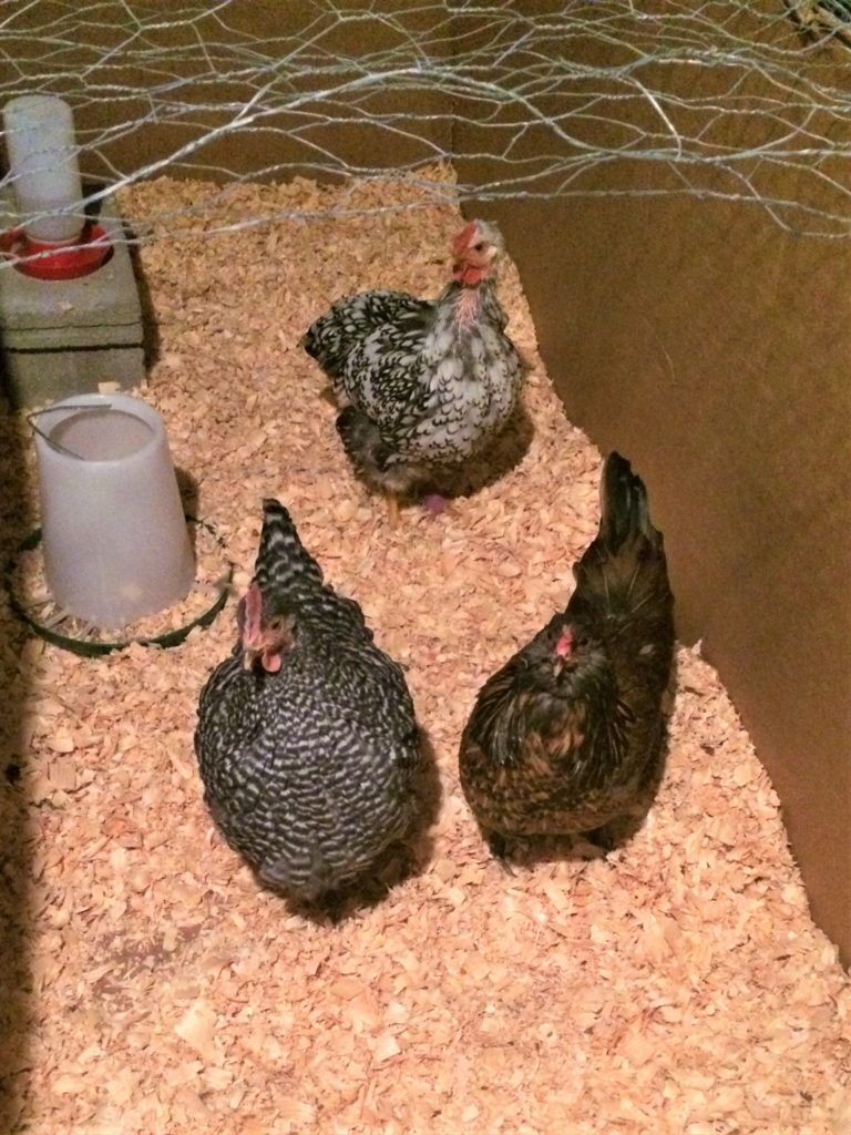 Chickens in the basement